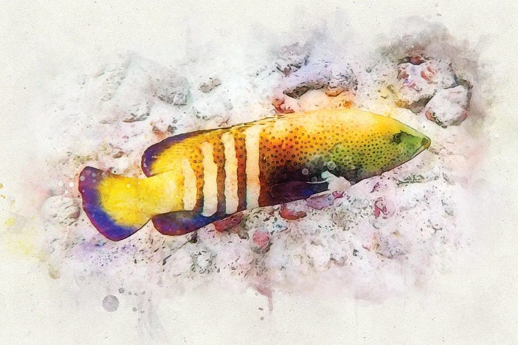 Peacock Grouper Watercolor by Christine Zalewski wall art