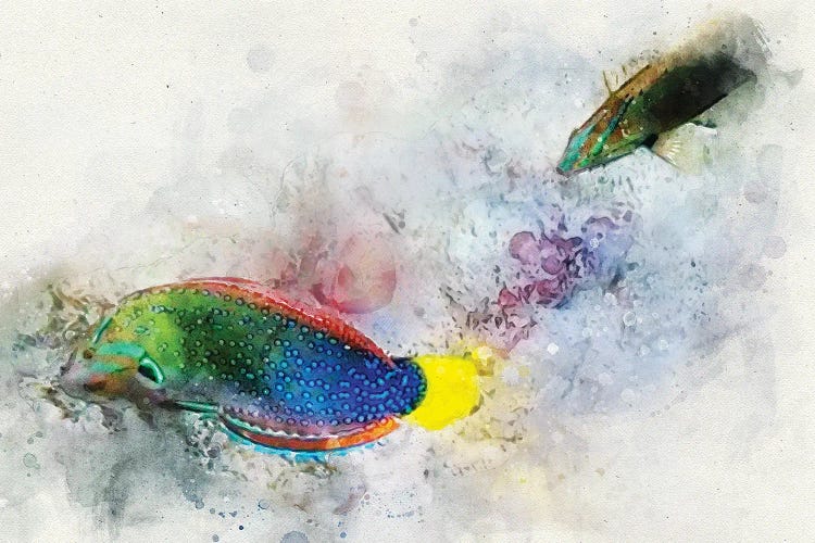 Yellowtail Wrasse Watercolor by Christine Zalewski wall art