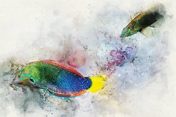 Christine Zalewski: Yellowtail Wrasse Watercolor by Christine Zalewski