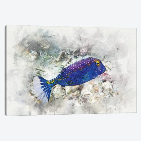 Spotted Boxfish Canvas Print #ZLW16} by Christine Zalewski Canvas Art Print