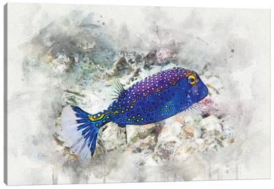 Spotted Boxfish Canvas Art Print