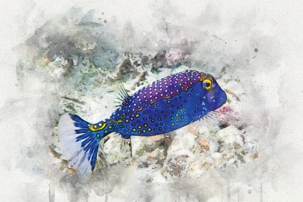 Christine Zalewski: Spotted Boxfish by Christine Zalewski