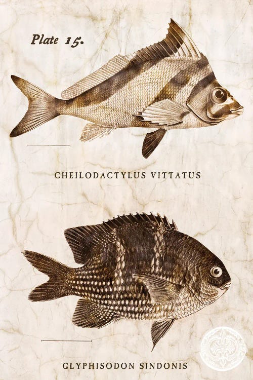 Vintage Fish I