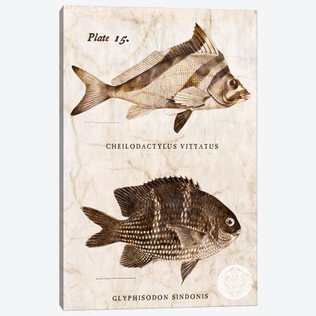 Vintage Fish I Canvas Print #ZLW21} by Christine Zalewski Art Print