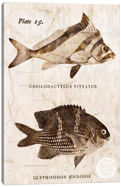 Vintage Fish I Canvas Art Print