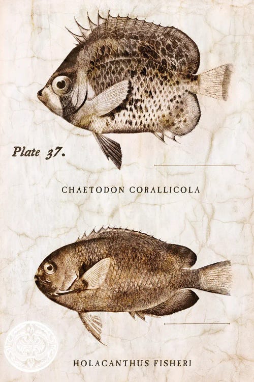 Vintage Fish II