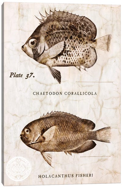 Vintage Fish II Canvas Art Print