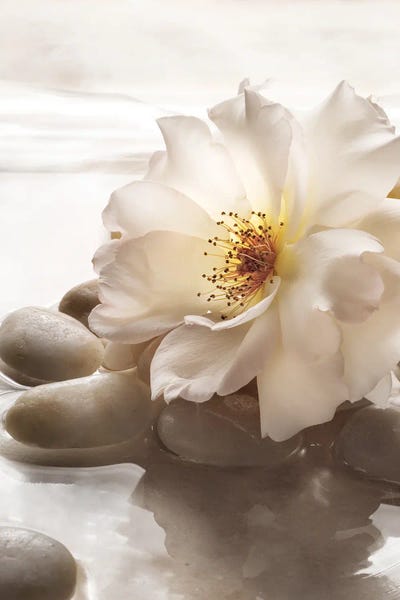 Christine Zalewski: Antique Rose Garden Retreat I by Christine Zalewski