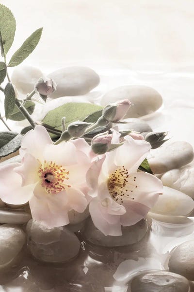 Christine Zalewski: Antique Rose Garden Retreat II by Christine Zalewski