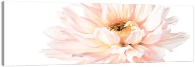 Blush Pink Dahlia I Canvas Art Print - Dahlia Art