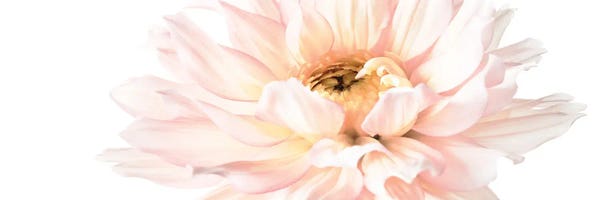 Dahlias: Blush Pink Dahlia I by Christine Zalewski