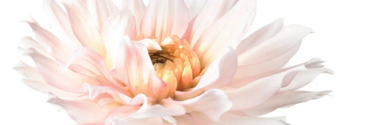 Blush Pink Dahlia II