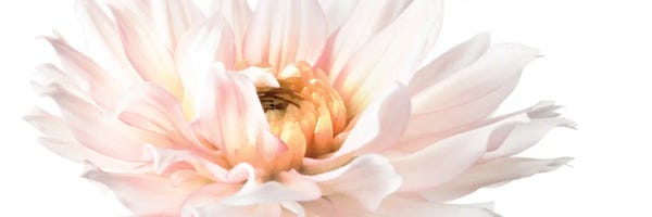 Dahlias: Blush Pink Dahlia II by Christine Zalewski