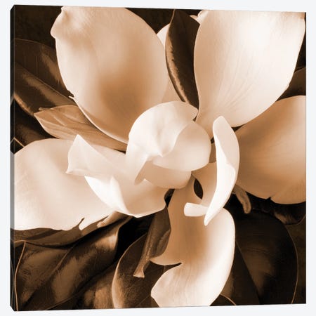 Sepia Magnolia I Canvas Print #ZLW31} by Christine Zalewski Canvas Art