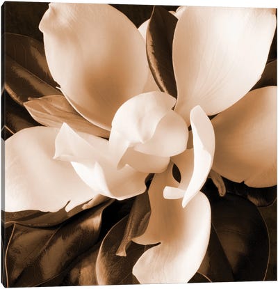 Sepia Magnolia I Canvas Art Print - Sepia Photography