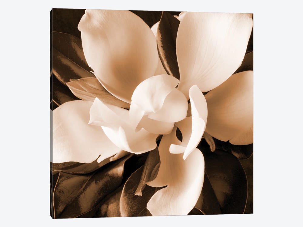 Sepia Magnolia I by Christine Zalewski 1-piece Canvas Print