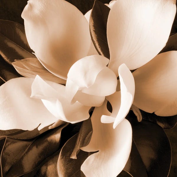 Magnolias: Sepia Magnolia I by Christine Zalewski