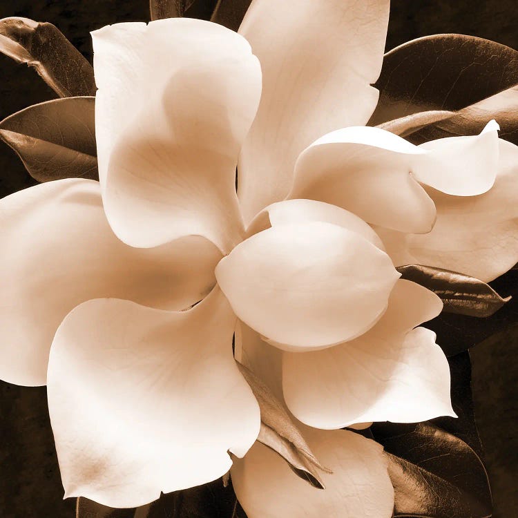 Sepia Magnolia II