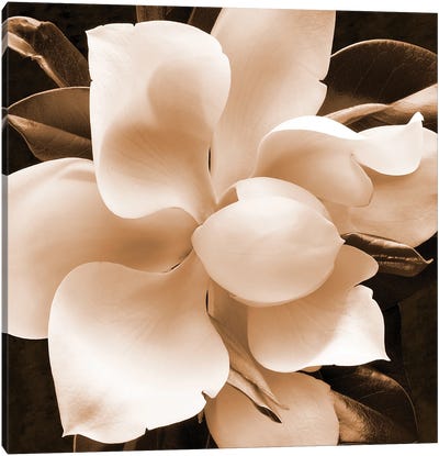 Sepia Magnolia II Canvas Art Print - Magnolia Art