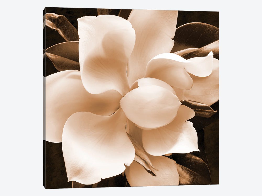 Sepia Magnolia II by Christine Zalewski 1-piece Canvas Art