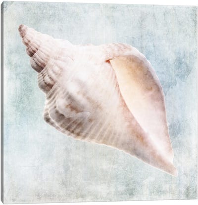 Coastal Blue Cream Murex Shell Canvas Art Print