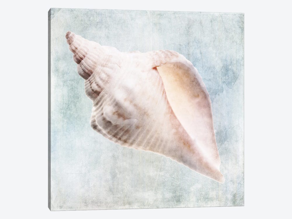 Coastal Blue Cream Murex Shell by Christine Zalewski 1-piece Canvas Artwork