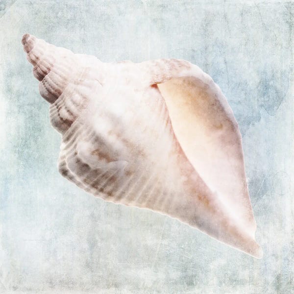 Christine Zalewski: Coastal Blue Cream Murex Shell by Christine Zalewski