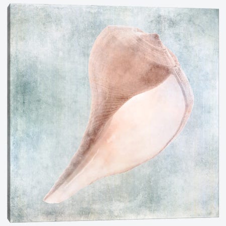 Coastal Blue Cream Sea Shell Canvas Print #ZLW37} by Christine Zalewski Canvas Print