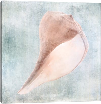 Coastal Blue Cream Sea Shell Canvas Art Print