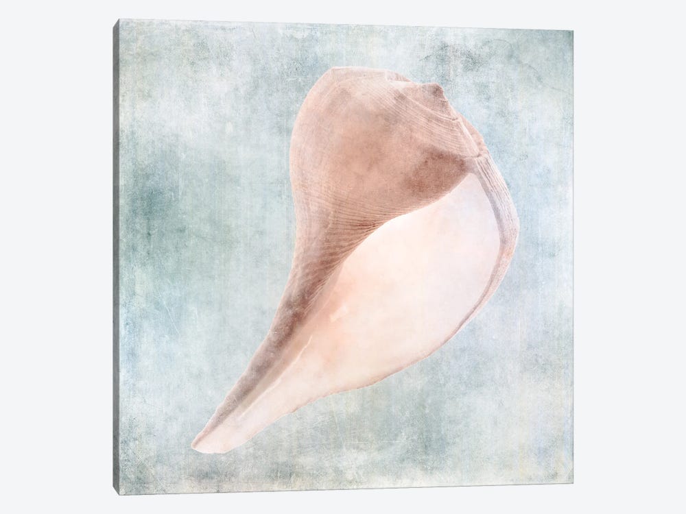 Coastal Blue Cream Sea Shell by Christine Zalewski 1-piece Canvas Art Print