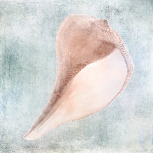 Christine Zalewski: Coastal Blue Cream Sea Shell by Christine Zalewski