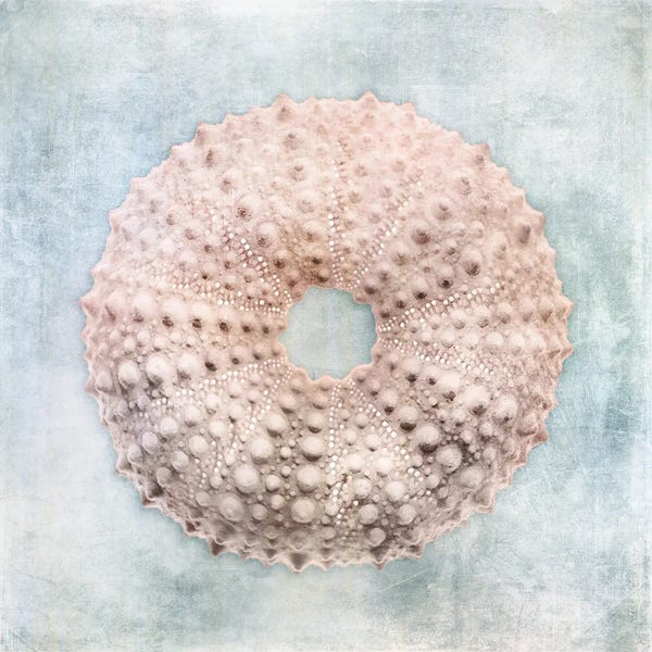 Christine Zalewski: Coastal Blue Cream Sea Urchin by Christine Zalewski