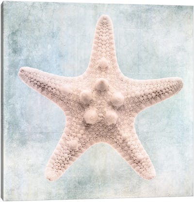 Coastal Blue Cream Starfish Canvas Art Print - Starfish Art