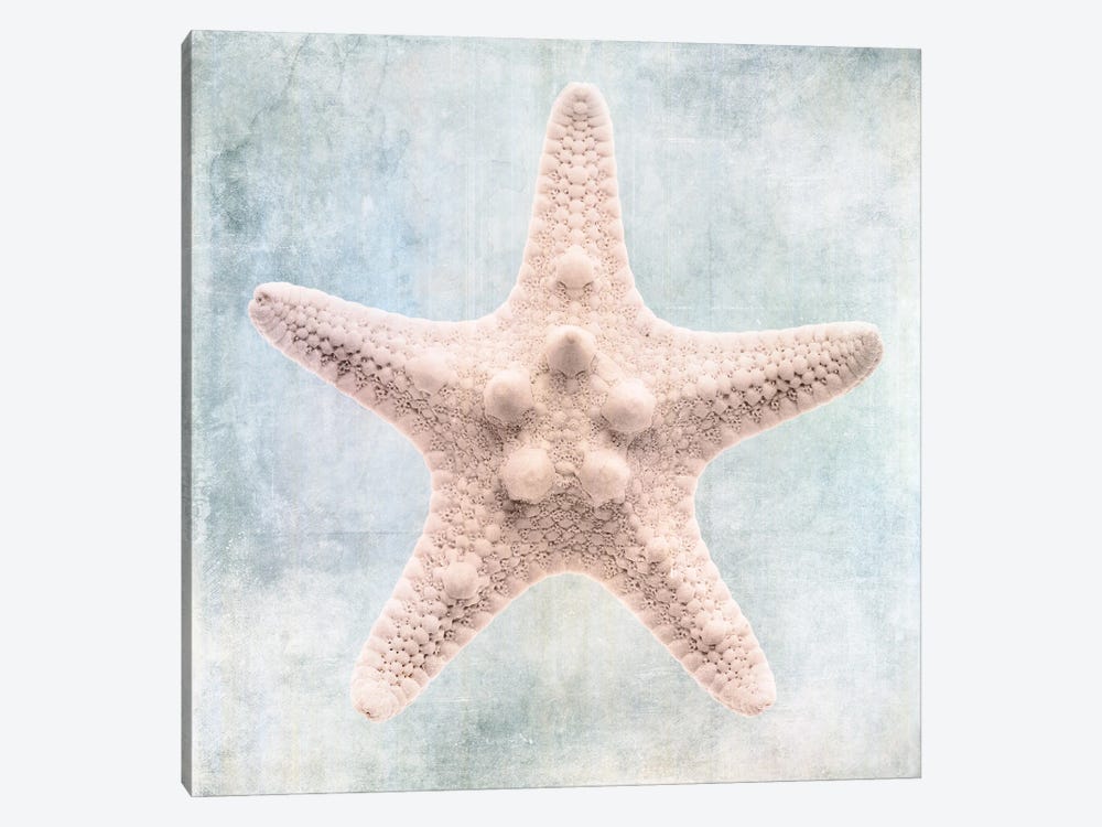 Coastal Blue Cream Starfish by Christine Zalewski 1-piece Canvas Art Print