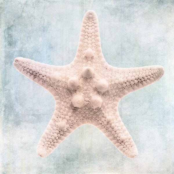 Christine Zalewski: Coastal Blue Cream Starfish by Christine Zalewski