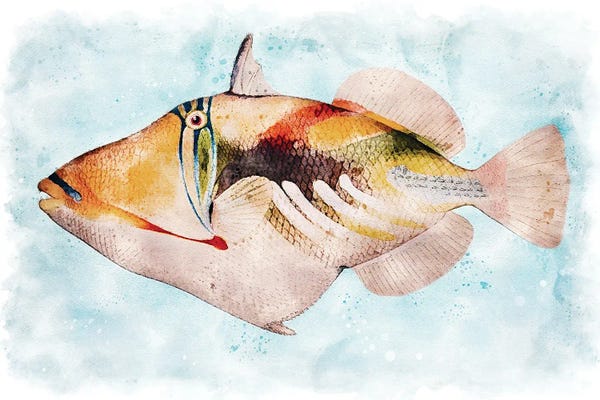 Christine Zalewski: Hawaiian Picasso Triggerfish Watercolor by Christine Zalewski