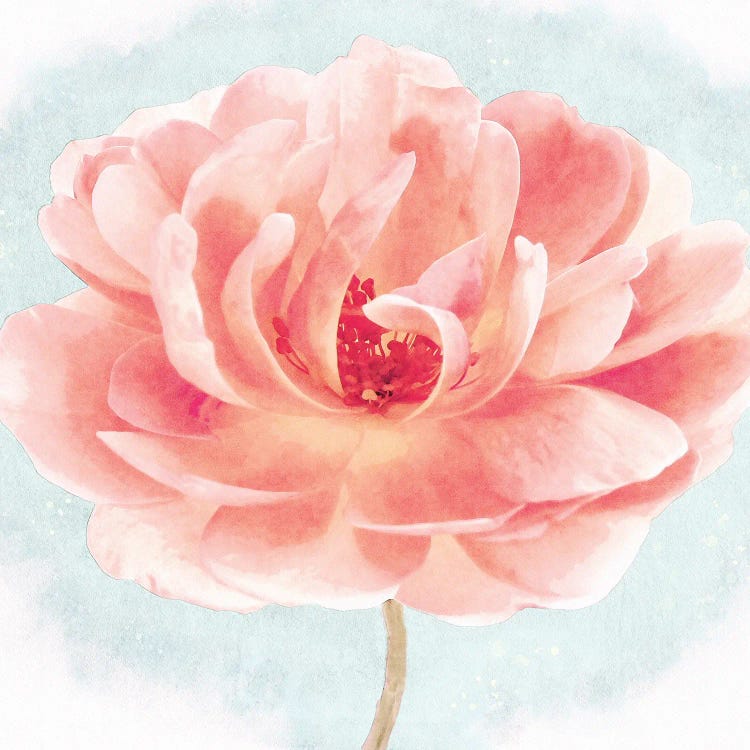 Heirloom Garden Rose In Coral Pink And Light Blue Watercolor Ii