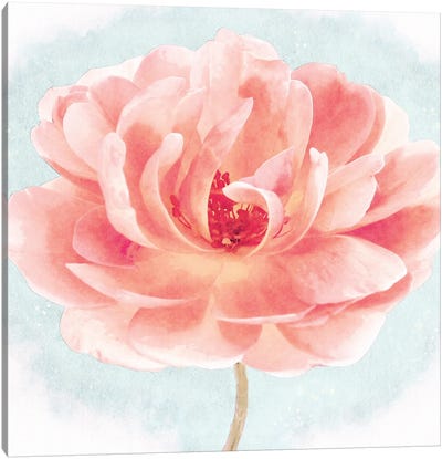 Heirloom Garden Rose In Coral Pink And Light Blue Watercolor Ii Canvas Art Print