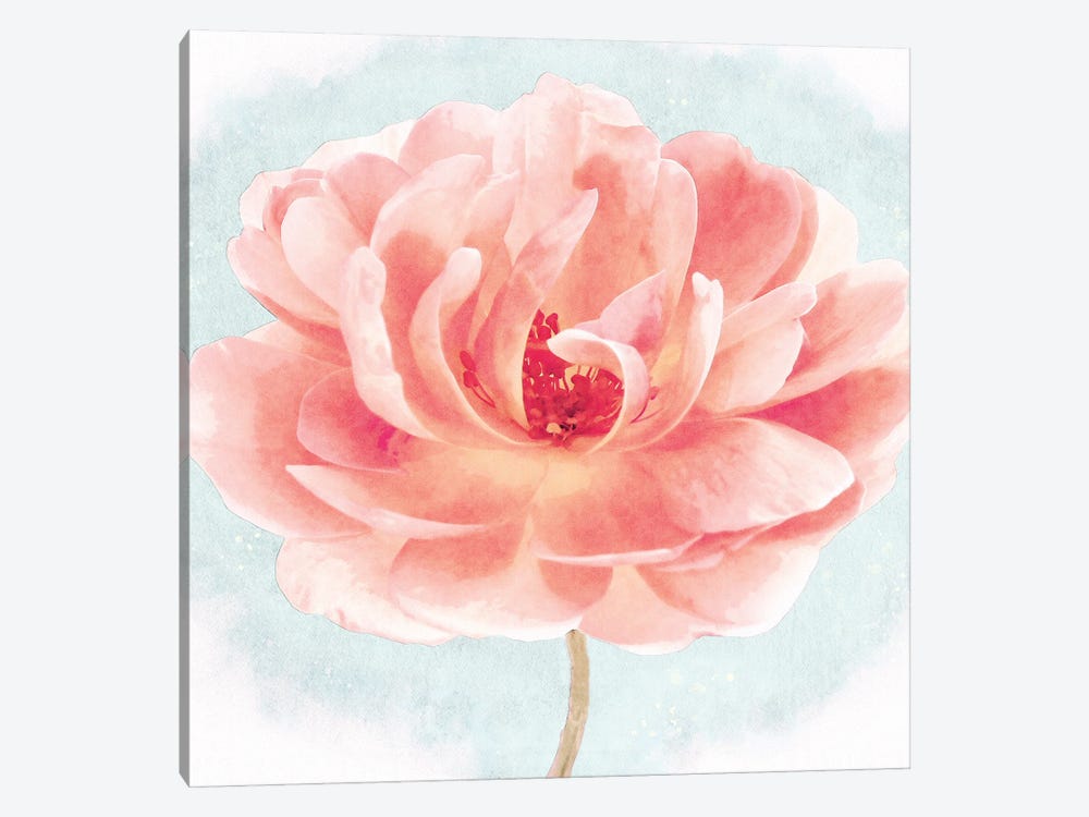 Heirloom Garden Rose In Coral Pink And Light Blue Watercolor Ii by Christine Zalewski 1-piece Canvas Print