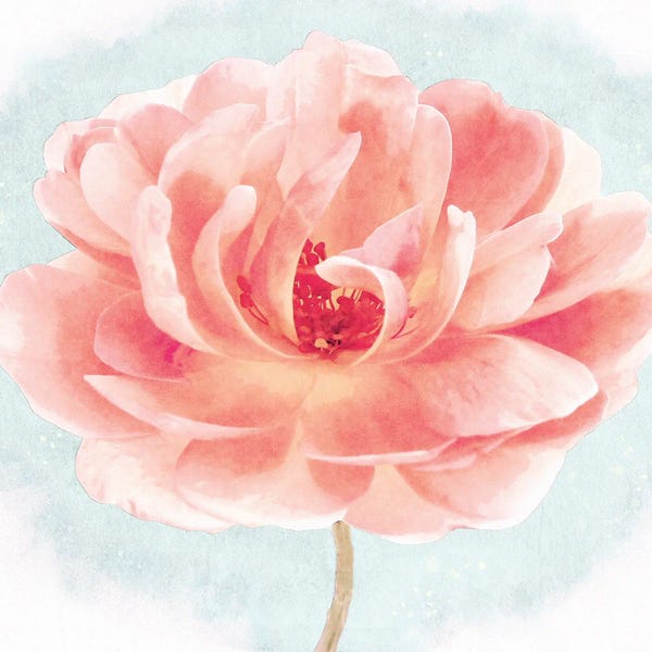 Christine Zalewski: Heirloom Garden Rose In Coral Pink And Light Blue Watercolor Ii by Christine Zalewski