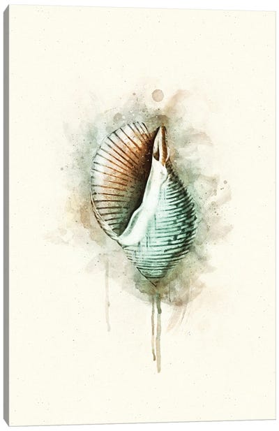 Tropical Coastal Shell Watercolor G Teal Canvas Art Print - Sea Shell Art