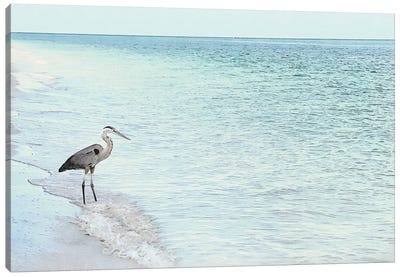Blue Heron- Shorebirds Of Florida Canvas Art Print