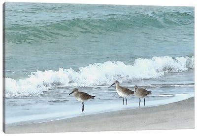 Sandpipers - Shorebirds Of Florida Canvas Art Print - 3-Piece Beach Art