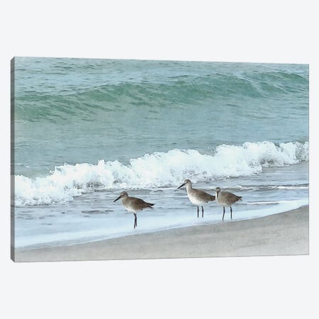 Sandpipers - Shorebirds Of Florida Canvas Print #ZLW66} by Christine Zalewski Canvas Wall Art