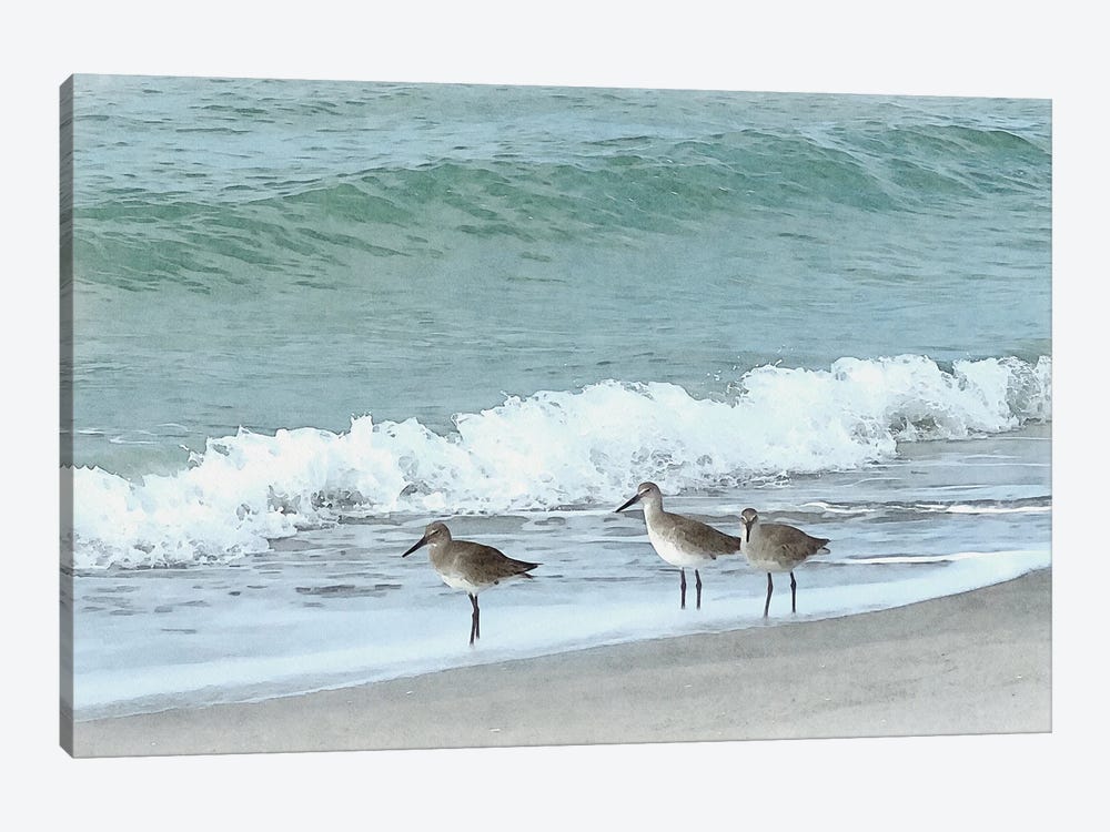 Sandpipers - Shorebirds Of Florida by Christine Zalewski 1-piece Canvas Art Print