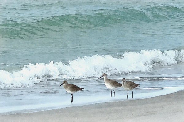 Large Photography - Canvas Prints: Sandpipers - Shorebirds Of Florida by Christine Zalewski