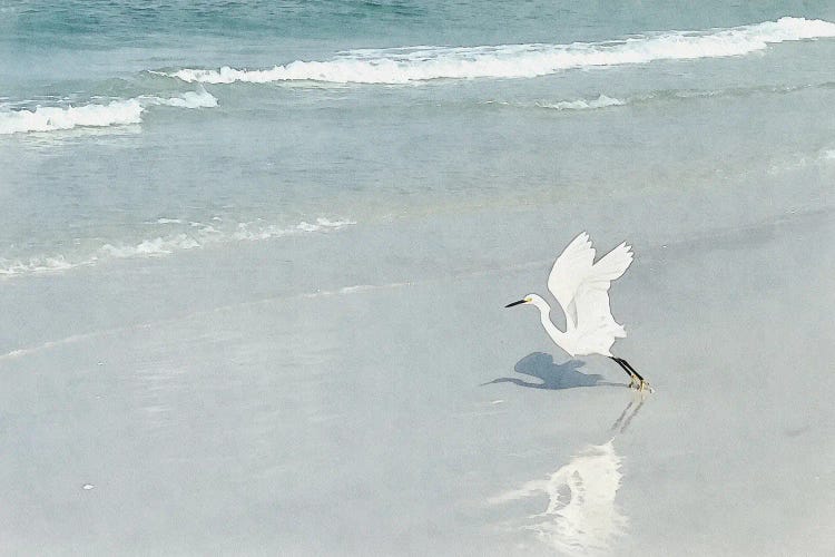 White Egret - Shorebirds Of Florida