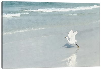White Egret - Shorebirds Of Florida Canvas Art Print