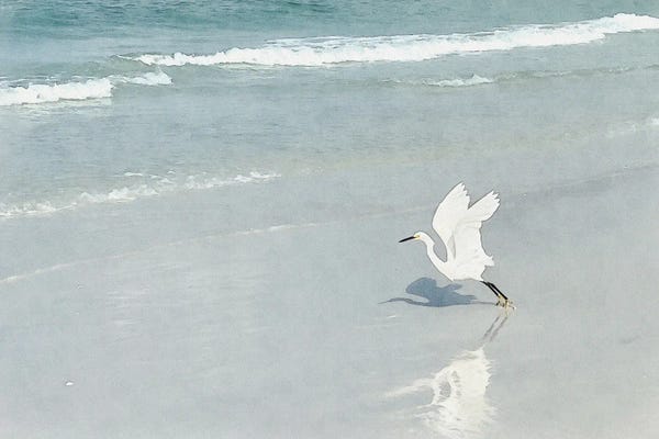 Florida Beaches: White Egret - Shorebirds Of Florida by Christine Zalewski