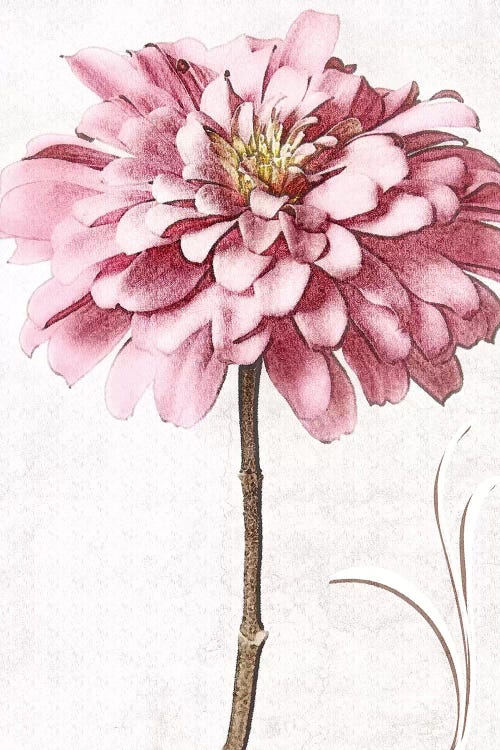 Pink Zinnia II